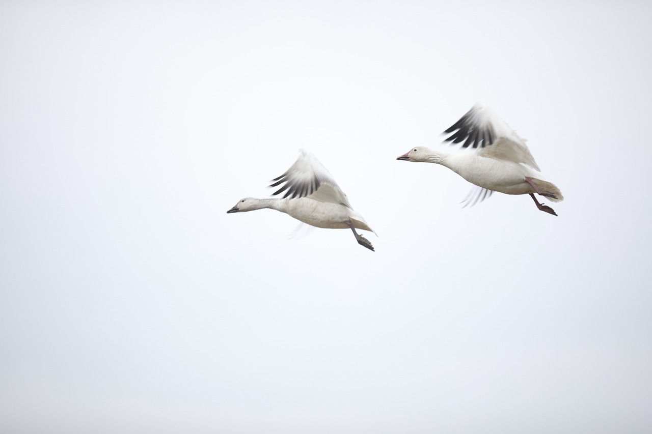 Understanding the Canada Pension Plan: What You Need to Know